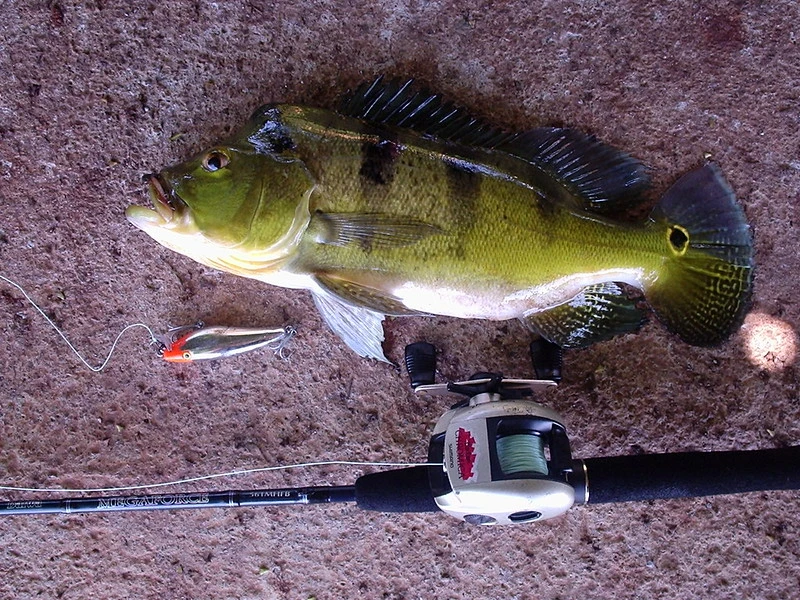 Tucunaré na isca artificial