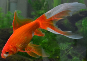 Kinguio peixe dourado de aquário