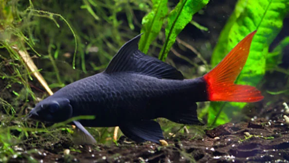 Labeo bicolor