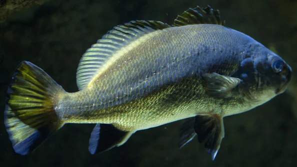 Corvina (Argyrosomus regius)