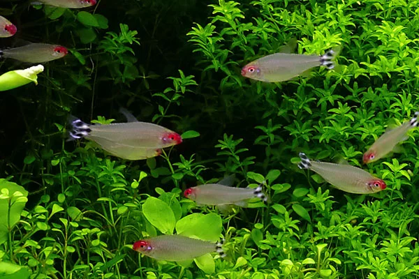 Rodóstomo (Hemigrammus rhodostomus)