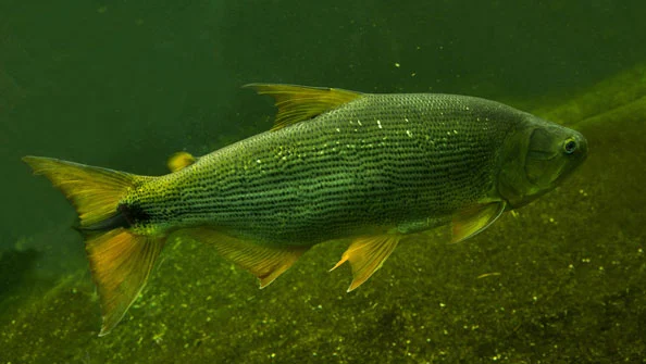 Segredos do Dourado Gigante