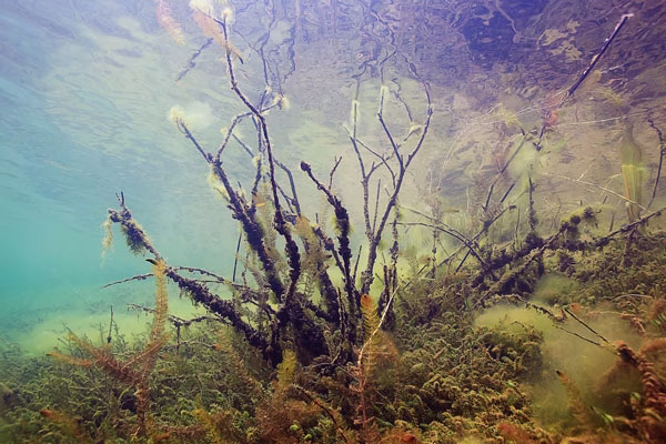 Alga Peteca (alga preta)