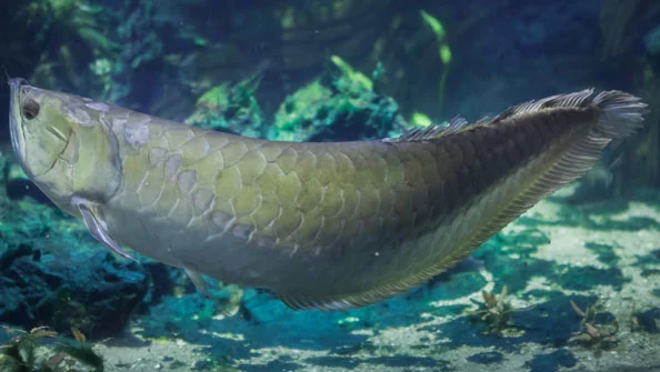 Aruanã Prateado Fascinante Peixe Exótico