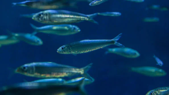 Benefícios da Sardinha Fresca