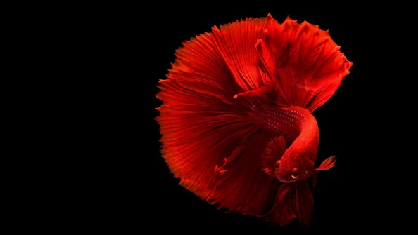 Betta Splender