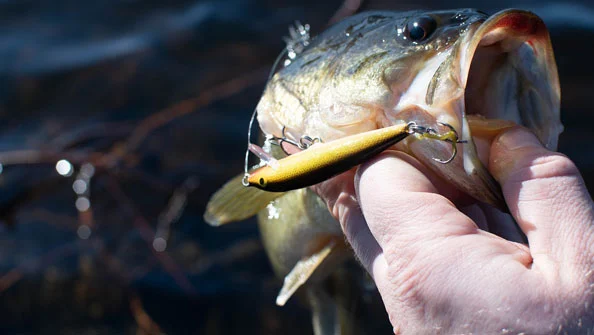Black Bass Micropterus salmoides