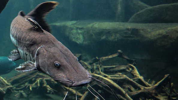 Cachara Pseudoplatystoma Fasciatum