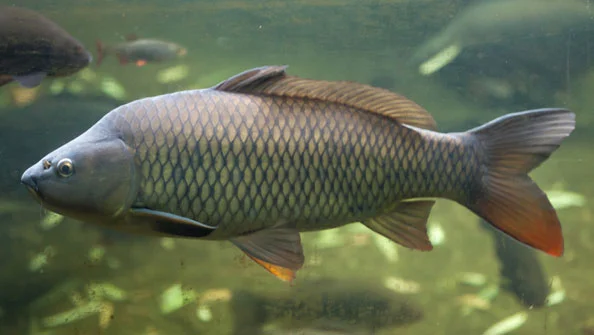 Carpa-comum Cyprinus Carpio