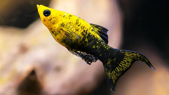 Molinésia Gold Black
