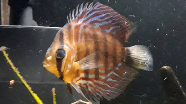 Doença Podridão das Barbatanas Doença Podridão das Barbatanas