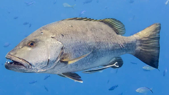 Dog Snapper: Peixe Marinho Fascinante