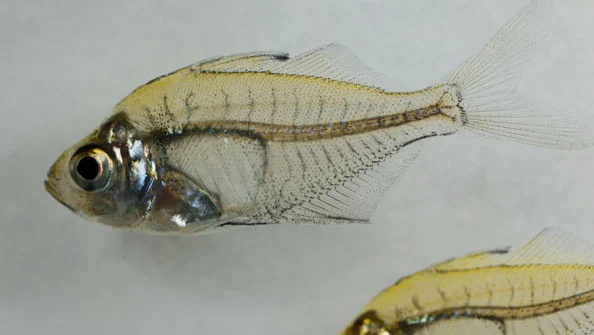 Fascínio do Peixe Vidro