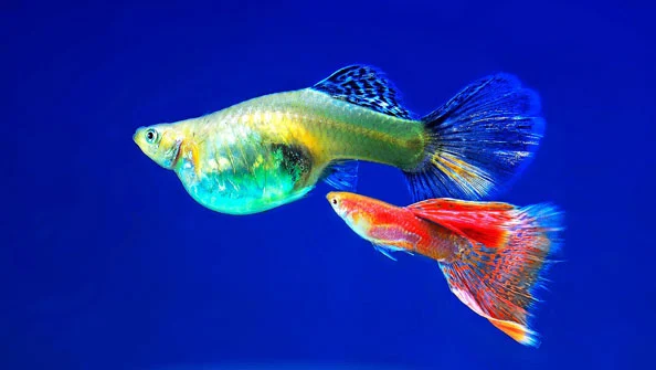 Guppy