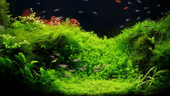 Iluminação ideal para um aquário