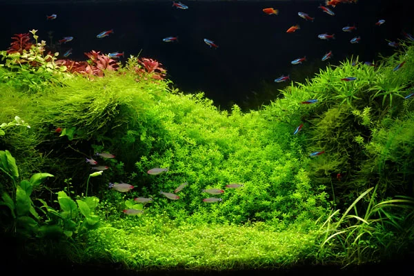 Iluminação ideal para aquário