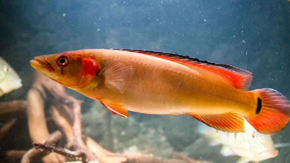 Jacundá Ccrenichla lugubris