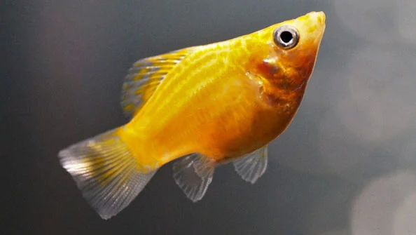 Molinésia Balão Gold: Guia Completo