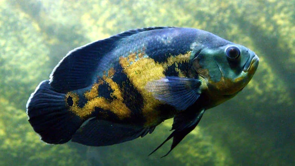 oscar-astronotus-ocellatus