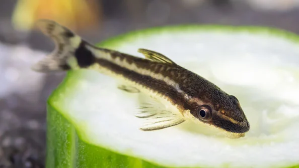 Otocinclus: O Peixe Limpa Vidro