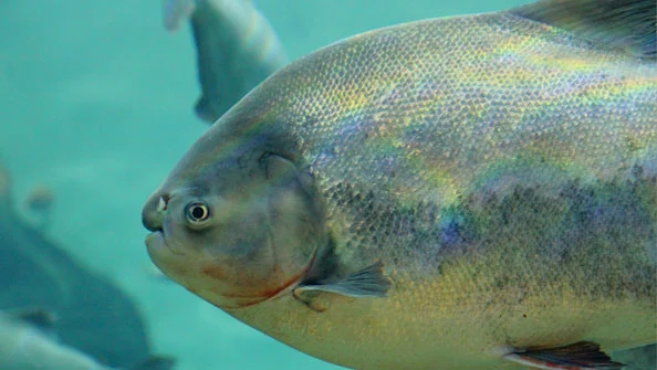 Pacu Piaractus Brachypomus