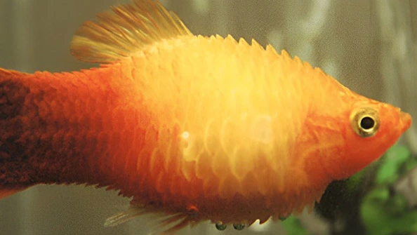 peixe arrepiado (hidropsia)
