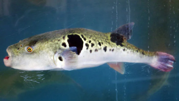 Peixe Baiacu: Pode Comer?