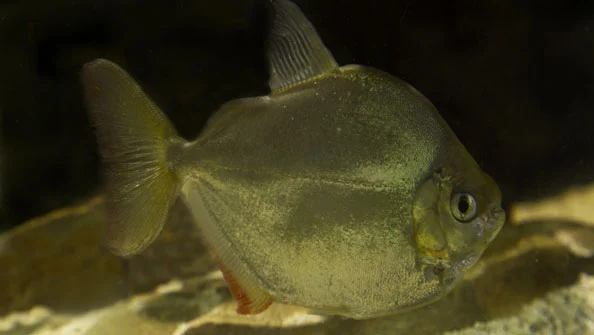 Peixe Dólar de Prata