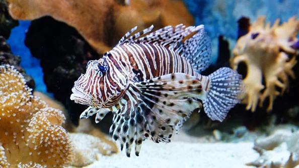 Peixe-leão: Perigo nas Águas