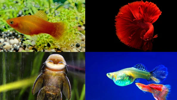 Guia Essencial: Peixes para Iniciantes