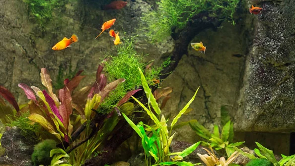 Peixes Platy e Espada: Comece Corretamente