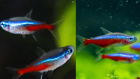 Peixes tetras para aquário