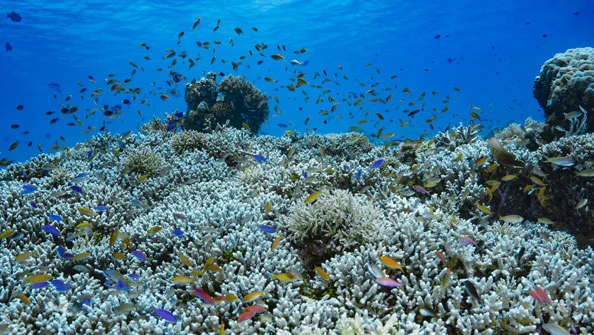 Pesca comercial: ameaça invisível