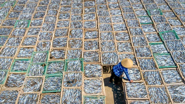 Pesca predatória