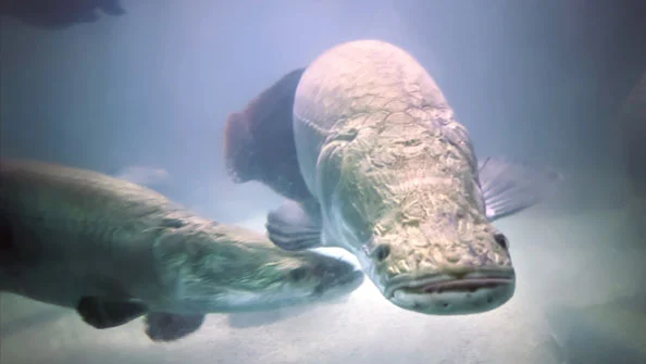 Pirarucu (Arapaima Gigas)
