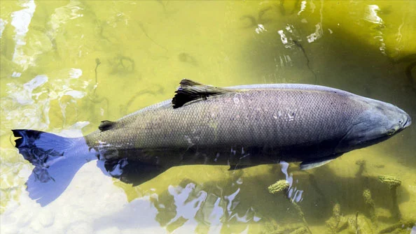 Tambaqui (Colossoma macropomum)