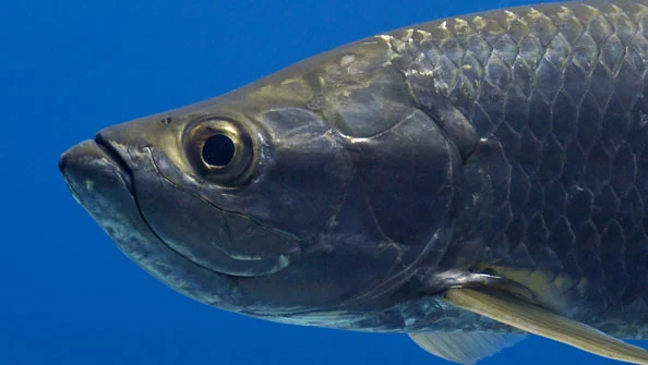 Tarpon: A Fascinante Pirapema Costeira