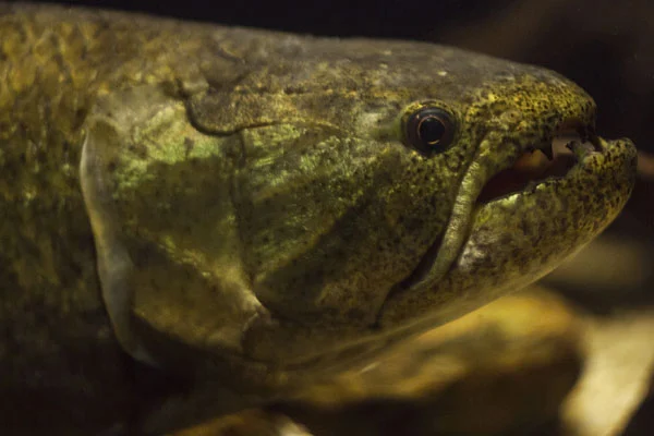 Traíra Hoplias malabaricus