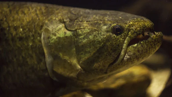 Traíra Hoplias malabaricus