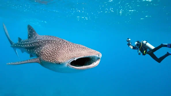 Tubarões perigosos -Tubarão-Baleia (Rhincodon typus)