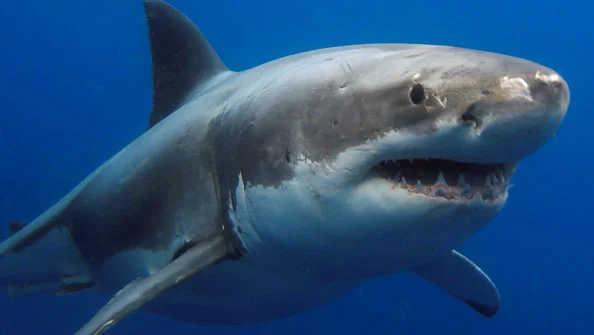 Tubarões perigosos -Tubarão-Branco (Carcharodon carcharias)