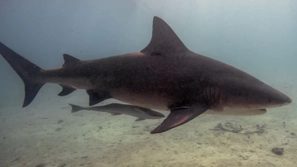 Tubarões perigosos -Tubarão-Cabeça-chata (Carcharhinus leucas)