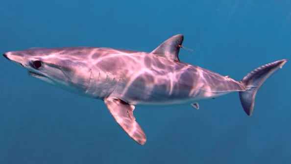 Tubarões perigosos -Tubarão-Mako (Isurus oxyrinchus)