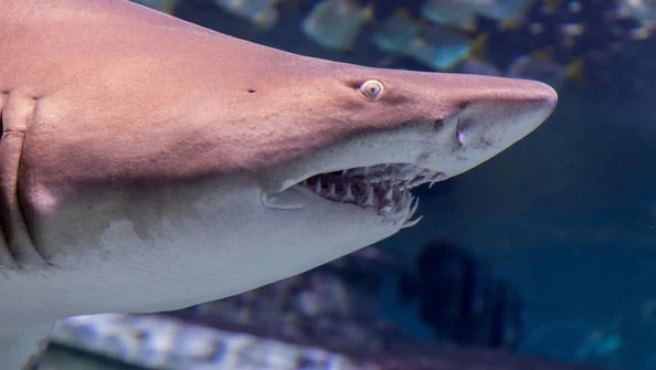 Tubarão Mangona (Carcharias taurus)