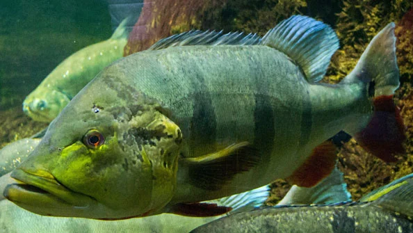 Tucunaré Açú Cichla temensis