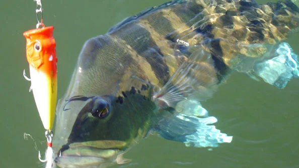 Tucunaré Azul (Cichla piquiti)