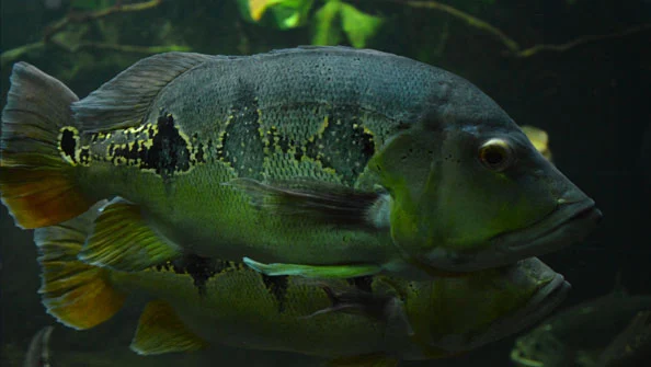 Tucunaré Borboleta Cichla Orinocensis