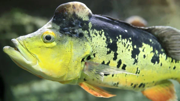 Tucunaré Popoca Cichla monoculus