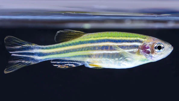 Zebrafish: Segredos do Paulistinha