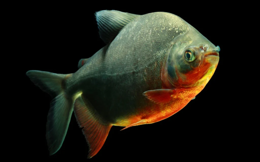 Pirapitinga Piaractus brachypomus